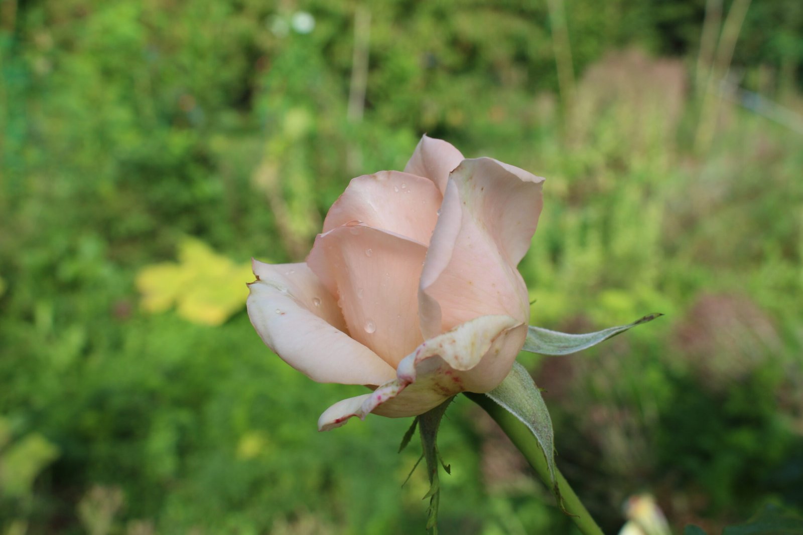 Fleur dans la verdure
