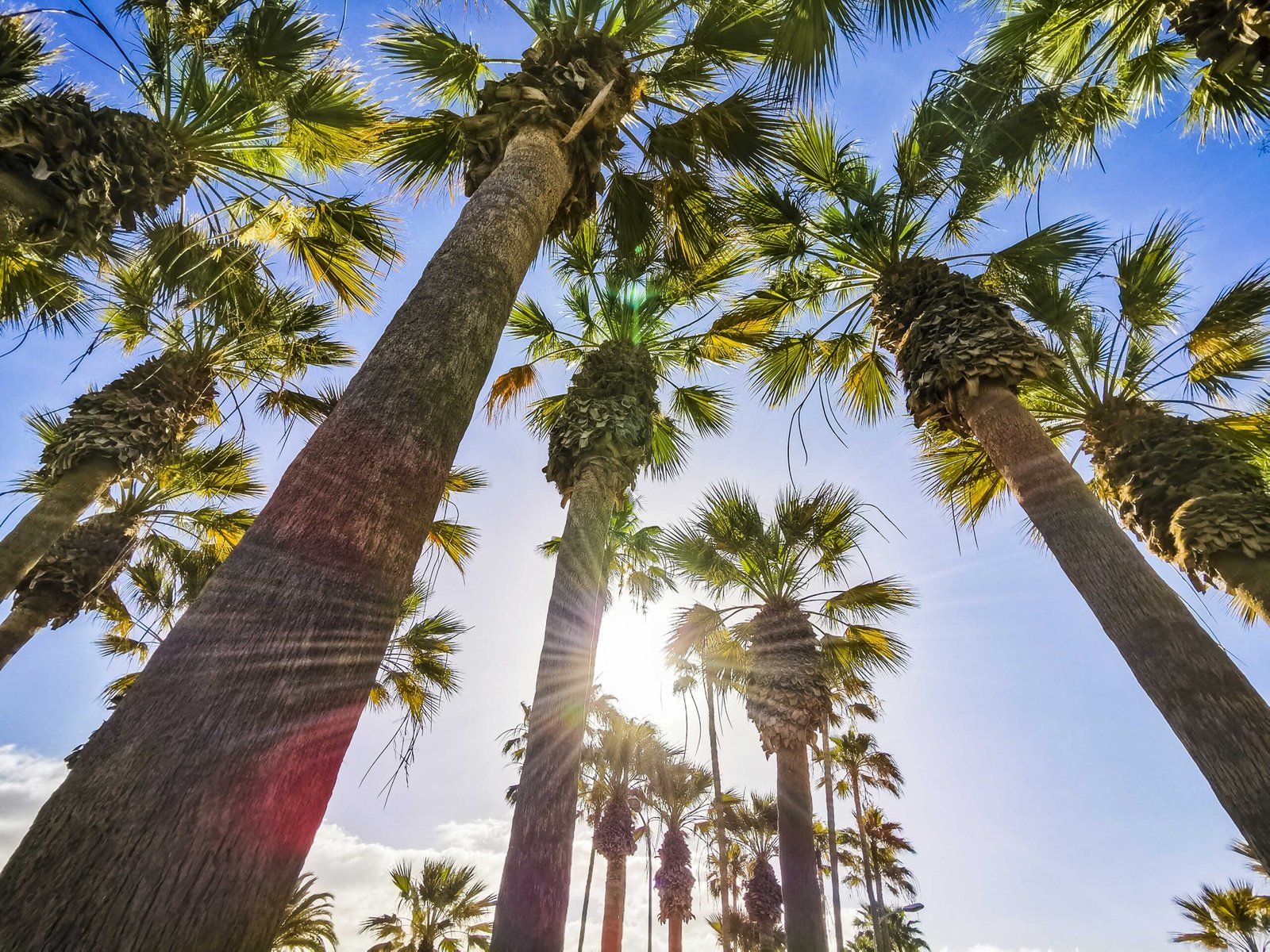 Les 4 Corps au service de la conscience de soi